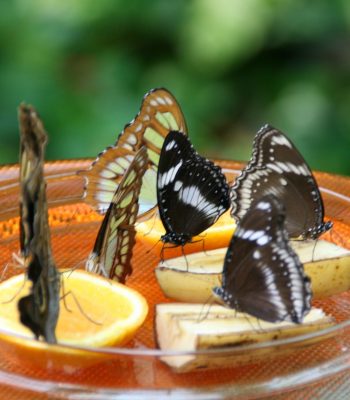 hungrige Schmetterlinge